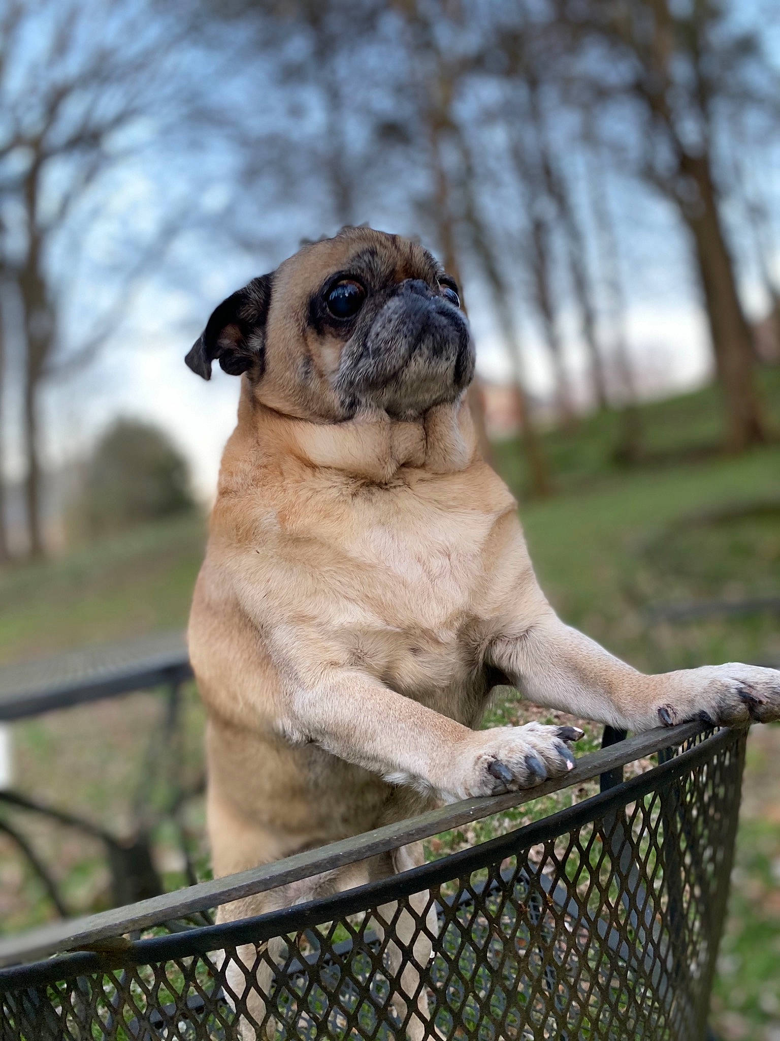 Haus joined the competition — help win amazing prizes! ancient_dog_breeds, canidae, carnivore, companion_dog, dog, dog_breed, fawn, grass, mammal, pug, snout, toy_dog, vertebrate, wrinkle