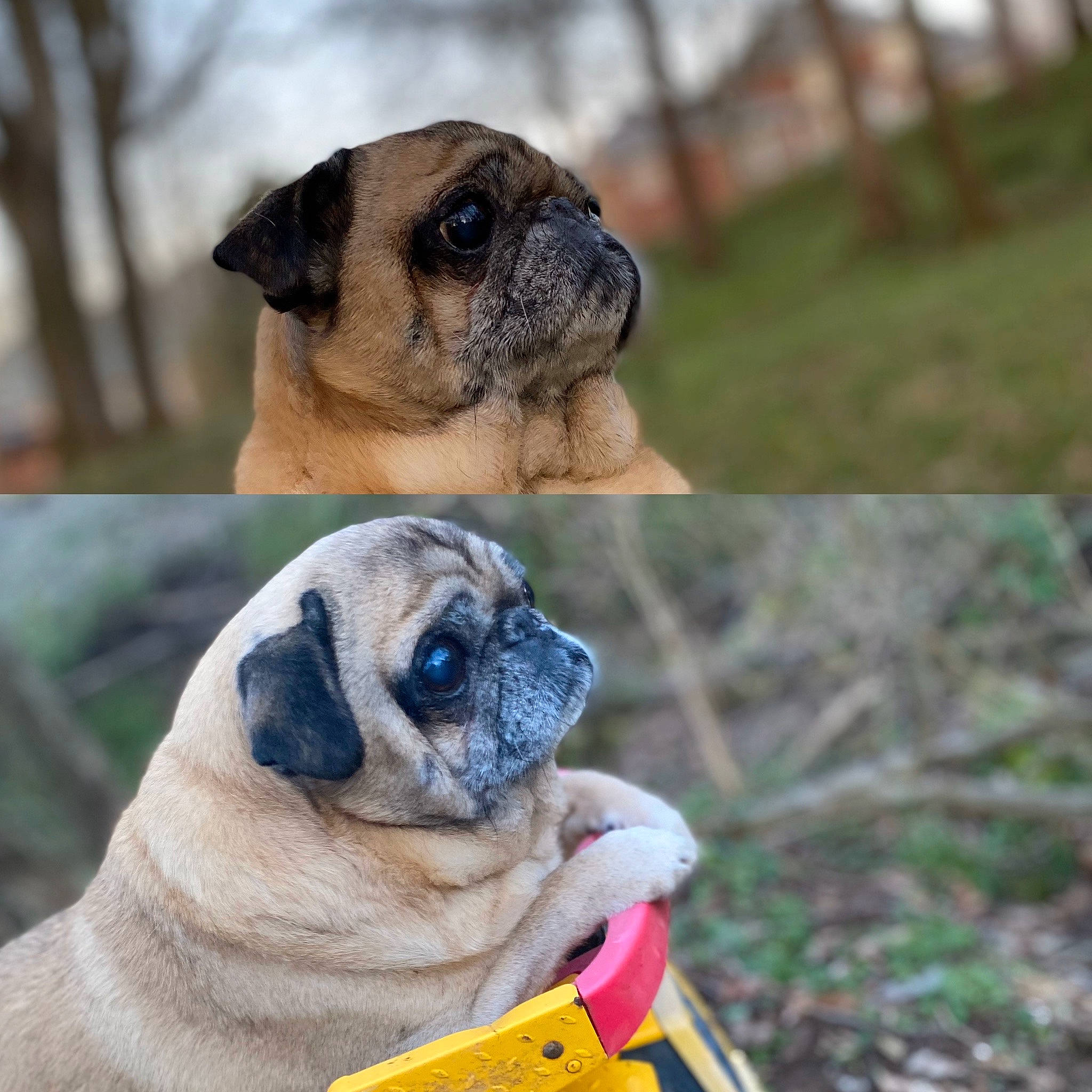 Haus joined the competition — help win amazing prizes! american_mastiff, ancient_dog_breeds, australian_bulldog, bulldog, canidae, carnivore, companion_dog, dog, dog_breed, fawn, mammal, pug, puggle, puppy, puppy_love, skin, snout, toy_dog, vertebrate, wrinkle
