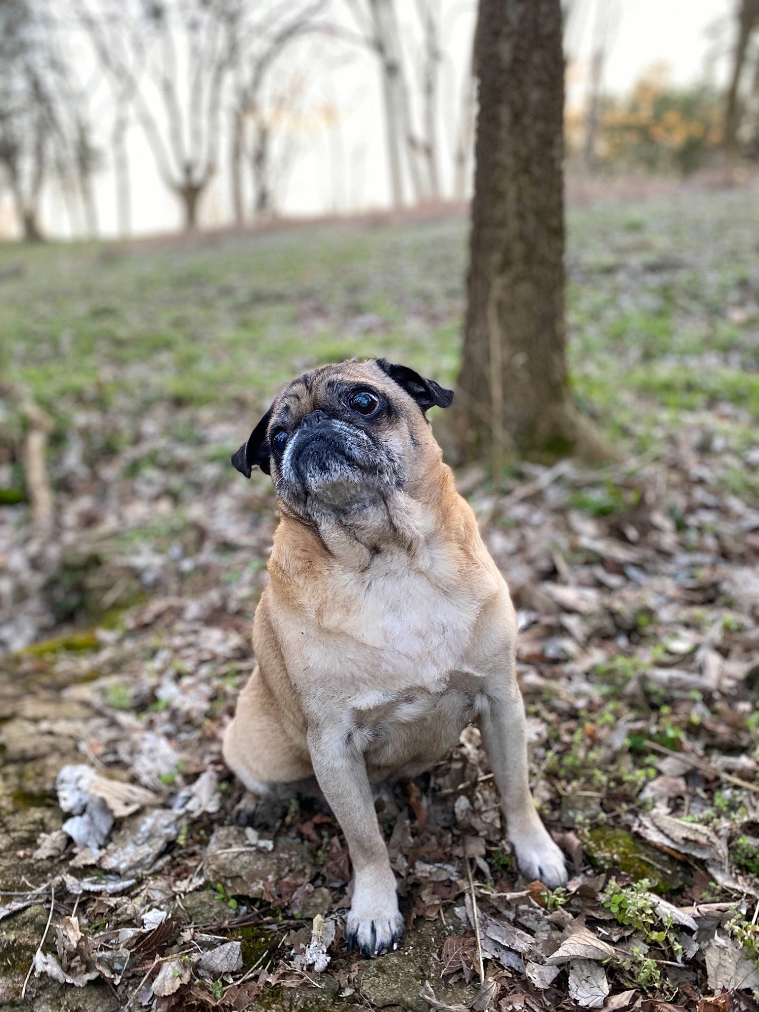 Haus joined the competition — help win amazing prizes! canidae, carnivore, companion_dog, dog, dog_breed, english_mastiff, fawn, forest, grass, mammal, plant, pug, snout, sporting_group, toy_dog, tree, vertebrate