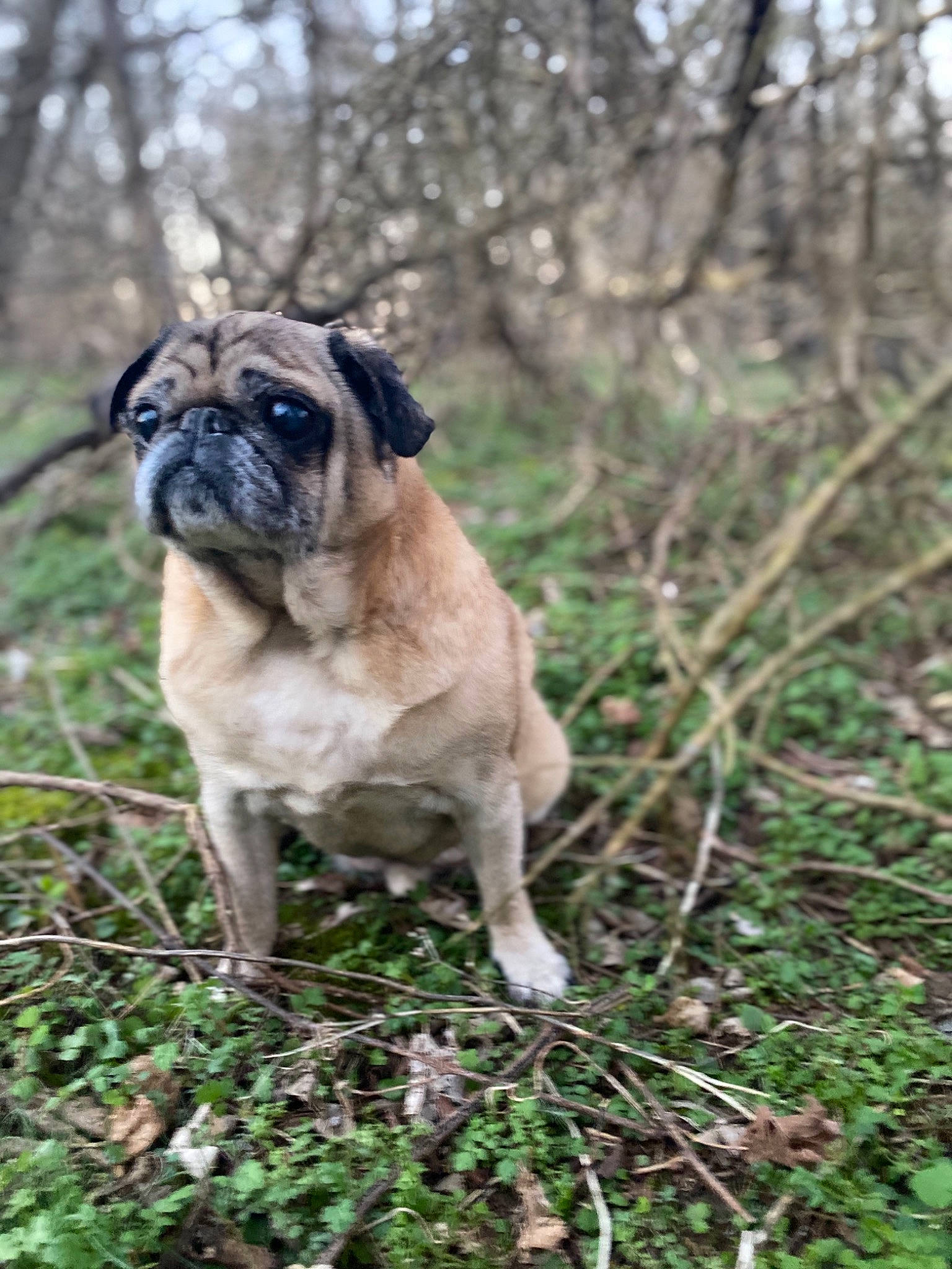Haus joined the competition — help win amazing prizes! canidae, carnivore, companion_dog, dog, dog_breed, fawn, forest, grass, mammal, plant, pug, snout, toy_dog, tree, vertebrate