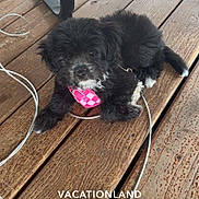 Coco joined the competition — help win amazing prizes! puppy, dog, black_dog, wooden_deck, cable, leash, table_leg, pink_tag, pet, outdoor, floor, resting, fur, small_dog, animal, canine, collar, wood, texture, vacationland_campground