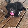puppy, dog, black_dog, wooden_deck, cable, leash, table_leg, pink_tag, pet, outdoor, floor, resting, fur, small_dog, animal, canine, collar, wood, texture, vacationland_campground