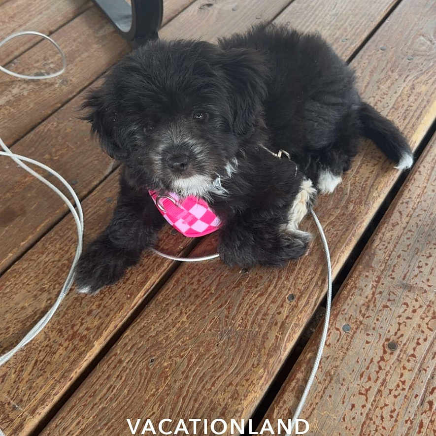 Coco