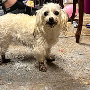 Precious is registered to the contest to win money with this photo: dog, small_dog, white_dog, muddy_paws, dirty_face, indoor, concrete_floor, cluttered, furniture, table_legs, plastic_bag, pink_ball, can, footwear, black_sock, curious, pet, animal, looking_at_camera, messy