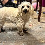 dog, small_dog, white_dog, muddy_paws, dirty_face, indoor, concrete_floor, cluttered, furniture, table_legs, plastic_bag, pink_ball, can, footwear, black_sock, curious, pet, animal, looking_at_camera, messy