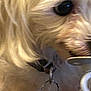 dog, close_up, fur, eye, snout, key_ring, pet, animal, mouth, collar, indoor, light, blurry, texture, canine, cute, domestic, muzzle, white, soft