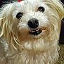 Precious is registered to the contest to win money with this photo: dog, white_dog, fluffy, pet, close_up, cute, smiling, hair_clip, curious, playful, indoor, animal, portrait, fur, canine, companion, friendly, adorable, domestic_animal, looking_up