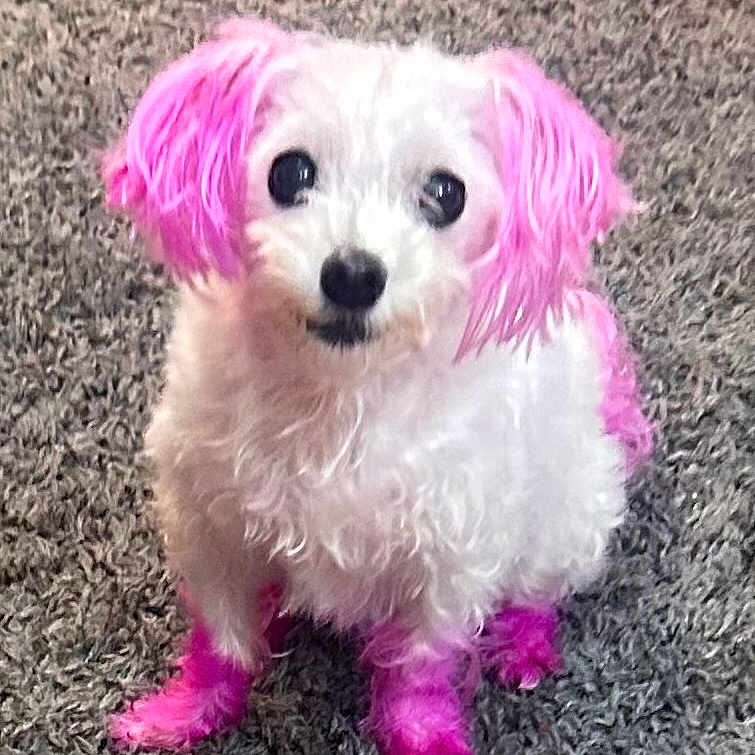 Precious joined the competition — help win amazing prizes! animal, colored_ears, colored_paws, colored_tail, companion, curious_eyes, cute, dog, domestic_animal, fluffy, fur, gray_rug, indoor, looking_up, pet, pink_dye, portrait, sitting, small_dog, white_dog