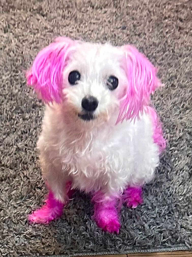 Precious joined the competition — help win amazing prizes! dog, white_dog, pink_dye, colored_ears, colored_paws, colored_tail, curious_eyes, fluffy, small_dog, pet, indoor, gray_rug, sitting, cute, animal, fur, companion, looking_up, domestic_animal, portrait