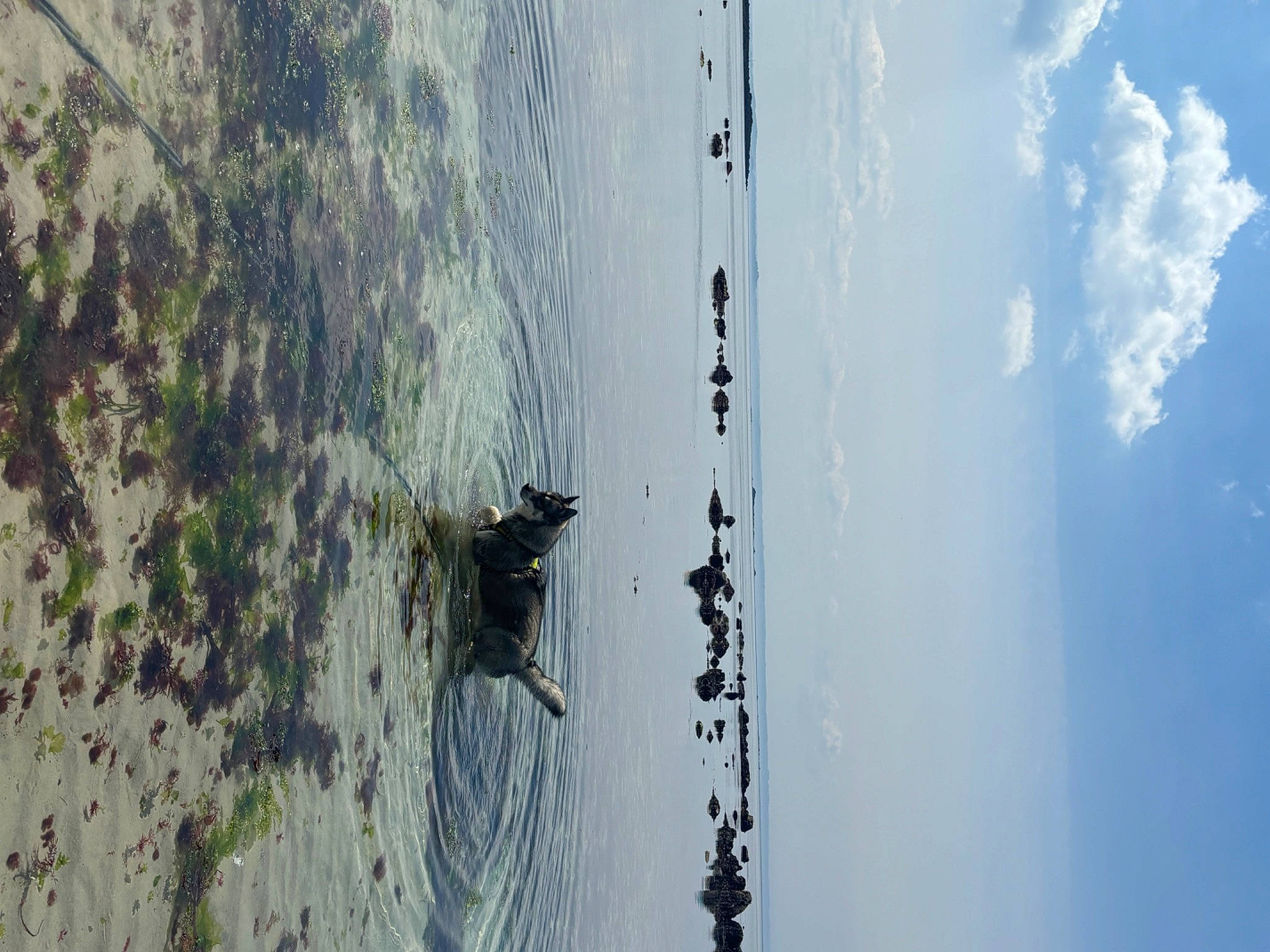 Upa participe au concours pour gagner de l'argent avec cette photo : azure, beach, cloud, coast, daytime, freezing, lake, ocean, plant, reflection, rock, shadow, sky, tree, trunk, water, wave, wind_wave, winter, wood
