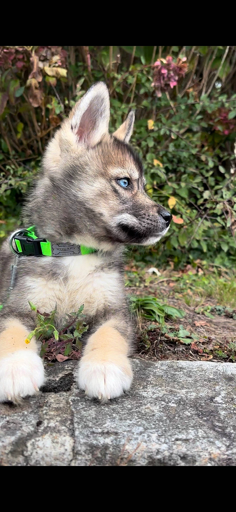 Upa participe au concours pour gagner de l'argent avec cette photo : ancient_dog_breeds, canidae, canis, canis_lupus_tundrarum, carnivore, companion_dog, dog, dog_breed, fawn, fox, fur, grass, plant, snout, tail, terrestrial_animal, whiskers, wildlife, wolf