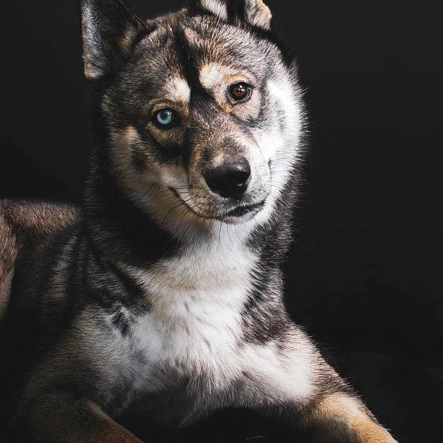 Upa participe au concours pour gagner de l'argent avec cette photo : animal, canine, coyote, dog, eskimodog, face, fox, germanshepherd, head, husky, kitfox, person, pet, photography, portrait, puppy, redwolf, snout, whitedog, wolf