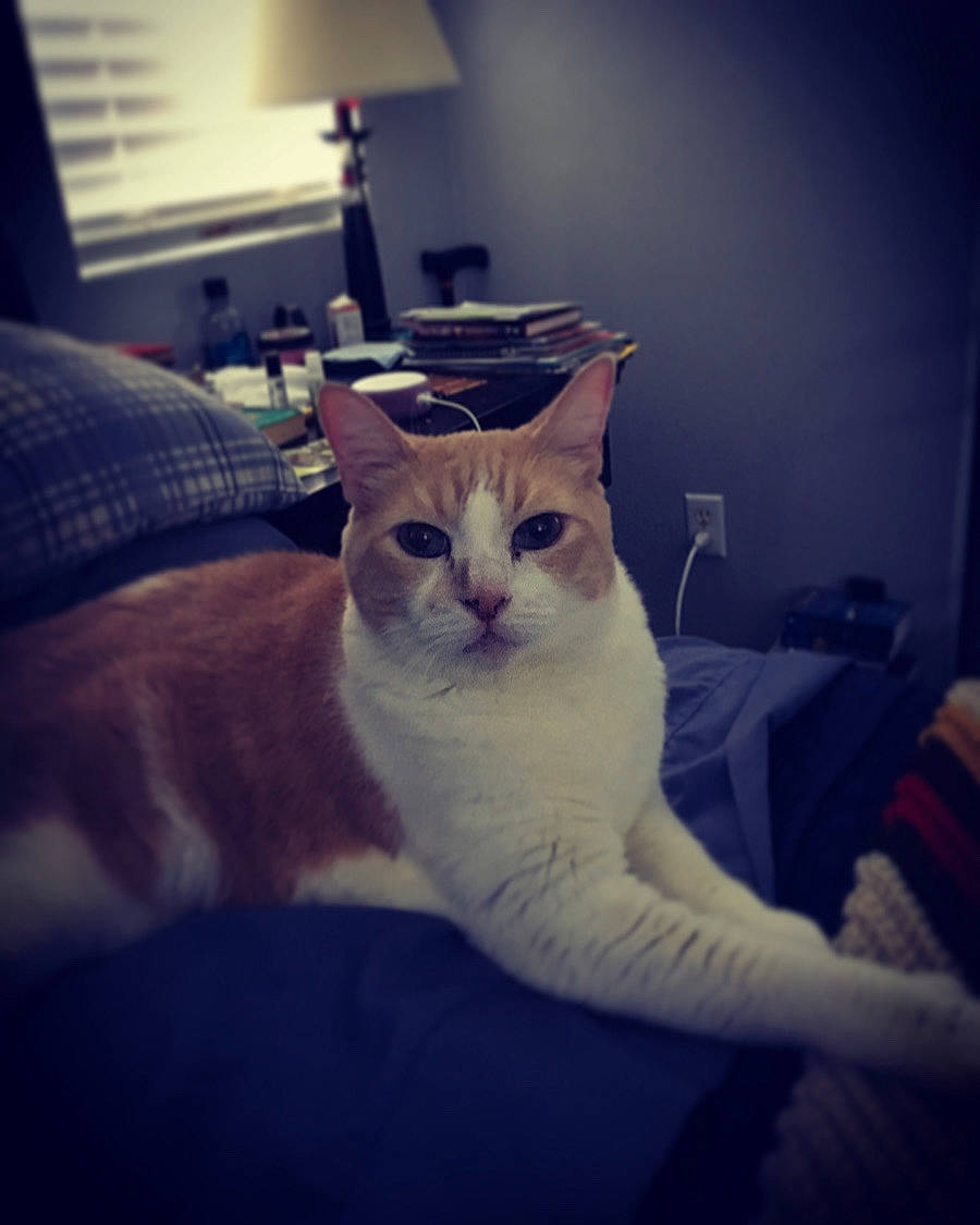 Chester is registered to the contest to win money with this photo: carnivore, cat, cloud, comfort, domestic_short_haired_cat, electronic_device, eye, felidae, fur, furniture, human_body, light, lighting, metal, sky, small_to_medium_sized_cats, snout, tail, tints_and_shades, whiskers