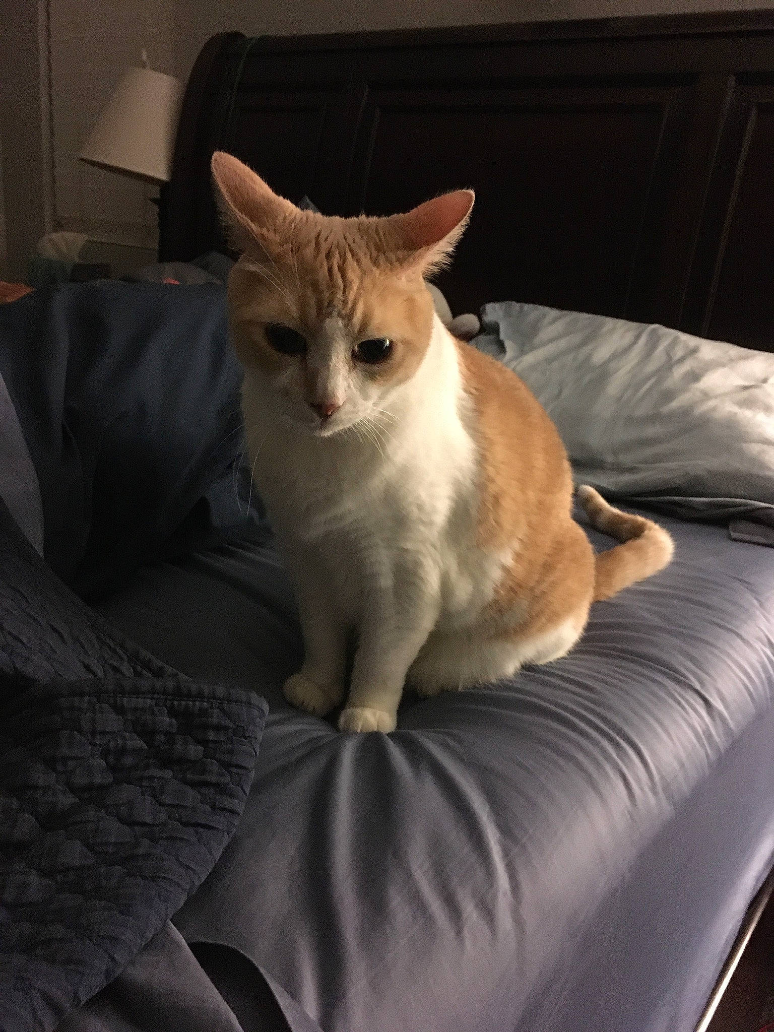 Chester is registered to the contest to win money with this photo: bedding, carnivore, cat, comfort, couch, domestic_short_haired_cat, fawn, felidae, fur, linens, paw, plant, room, sitting, small_to_medium_sized_cats, snout, tail, whiskers, window, wood
