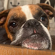 Tank joined the competition — help win amazing prizes! dog, close_up, face, brown, white, table, wood, indoor, pet, animal, snout, ears, eyes, expression, waiting, resting, cute, domestic, portrait, furniture