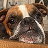 dog, close_up, face, brown, white, table, wood, indoor, pet, animal, snout, ears, eyes, expression, waiting, resting, cute, domestic, portrait, furniture