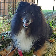 Madox a rejoint le concours — aidez-le/la à gagner de superbes lots ! dog, fluffy, black_and_white, happy, outdoor, grass, moss, stone, leaves, fence, pet, canine, nature, smiling, animal, fur, tongue_out, ears, collar, resting