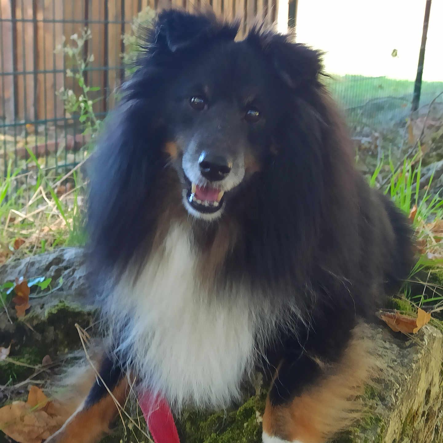 Madox a rejoint le concours — aidez-le/la à gagner de superbes lots ! animal, black_and_white, canine, collar, dog, ears, fence, fluffy, fur, grass, happy, leaves, moss, nature, outdoor, pet, resting, smiling, stone, tongue_out