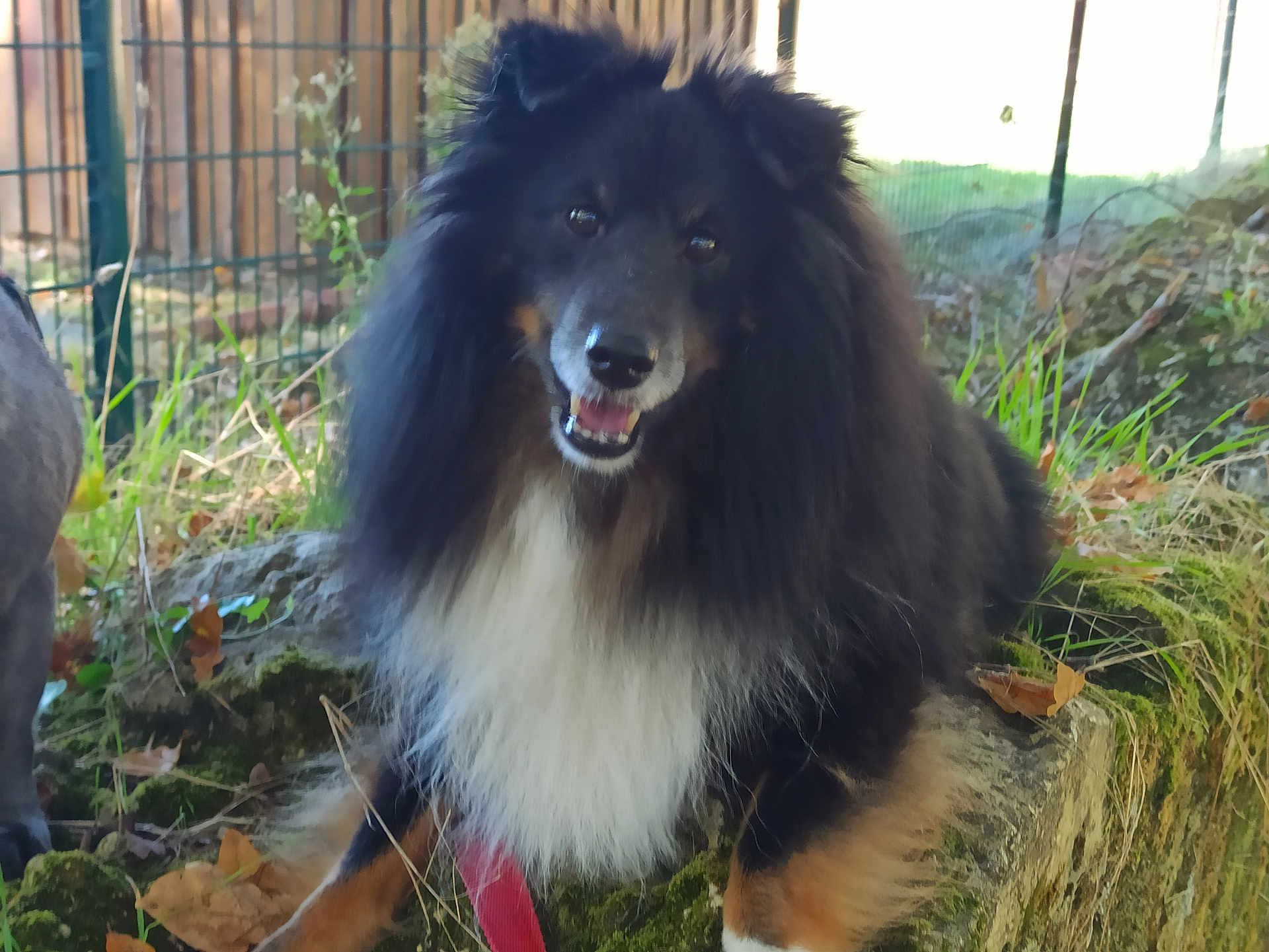 Madox a rejoint le concours — aidez-le/la à gagner de superbes lots ! dog, fluffy, black_and_white, happy, outdoor, grass, moss, stone, leaves, fence, pet, canine, nature, smiling, animal, fur, tongue_out, ears, collar, resting
