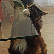 Perle a rejoint le concours — aidez-le/la à gagner de superbes lots ! cat, tortoiseshell_cat, fluffy, long_hair, white_chest, sitting, indoors, glass_table, reflection, plant, potted_plant, window, curtain, wood_floor, furniture, portrait, pet, looking_up, cozy, whiskers