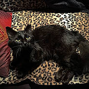 Vex is registered to the contest to win money with this photo: animal, black_cat, blanket, cat, comfort, cozy, cute, domestic, eyes, feline, fur, indoor, leopard_print, mammal, pet, pillow, relaxed, resting, tail, whiskers