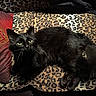 animal, black_cat, blanket, cat, comfort, cozy, cute, domestic, eyes, feline, fur, indoor, leopard_print, mammal, pet, pillow, relaxed, resting, tail, whiskers