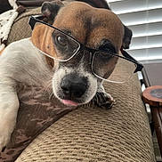 Bug is registered to the contest to win money with this photo: dog, glasses, couch, tongue, pet, indoor, closeup, brown, white, texture, relaxed, fur, whiskers, window_blinds, home, animal, face, nose, ear, playful