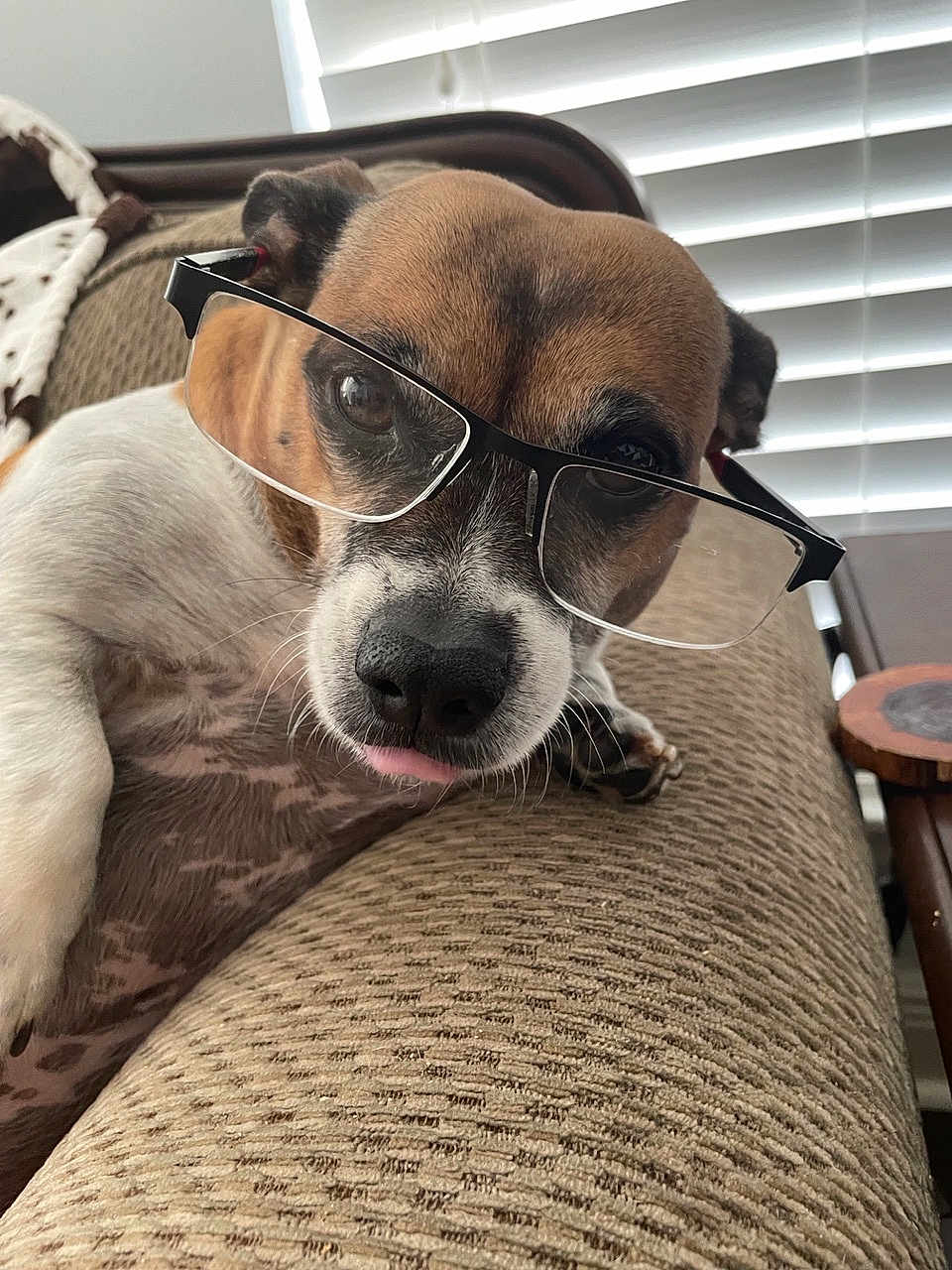 Bug is registered to the contest to win money with this photo: dog, glasses, couch, tongue, pet, indoor, closeup, brown, white, texture, relaxed, fur, whiskers, window_blinds, home, animal, face, nose, ear, playful