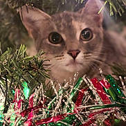 Gracie joined the competition — help win amazing prizes! cat, animal, pet, holiday, christmas, tinsel, greenery, festive, decorations, closeup, cute, eyes, whiskers, indoor, tree, light, blurred_background, feline, curious, soft_focus
