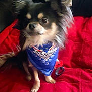 Moka participe au concours pour gagner de l'argent avec cette photo : dog, chihuahua, pet, bandana, blue_bandana, red_blanket, blanket, couch, fur, ears, eyes, sitting, small_dog, indoor, portrait, animal, leash, cozy, cute, home