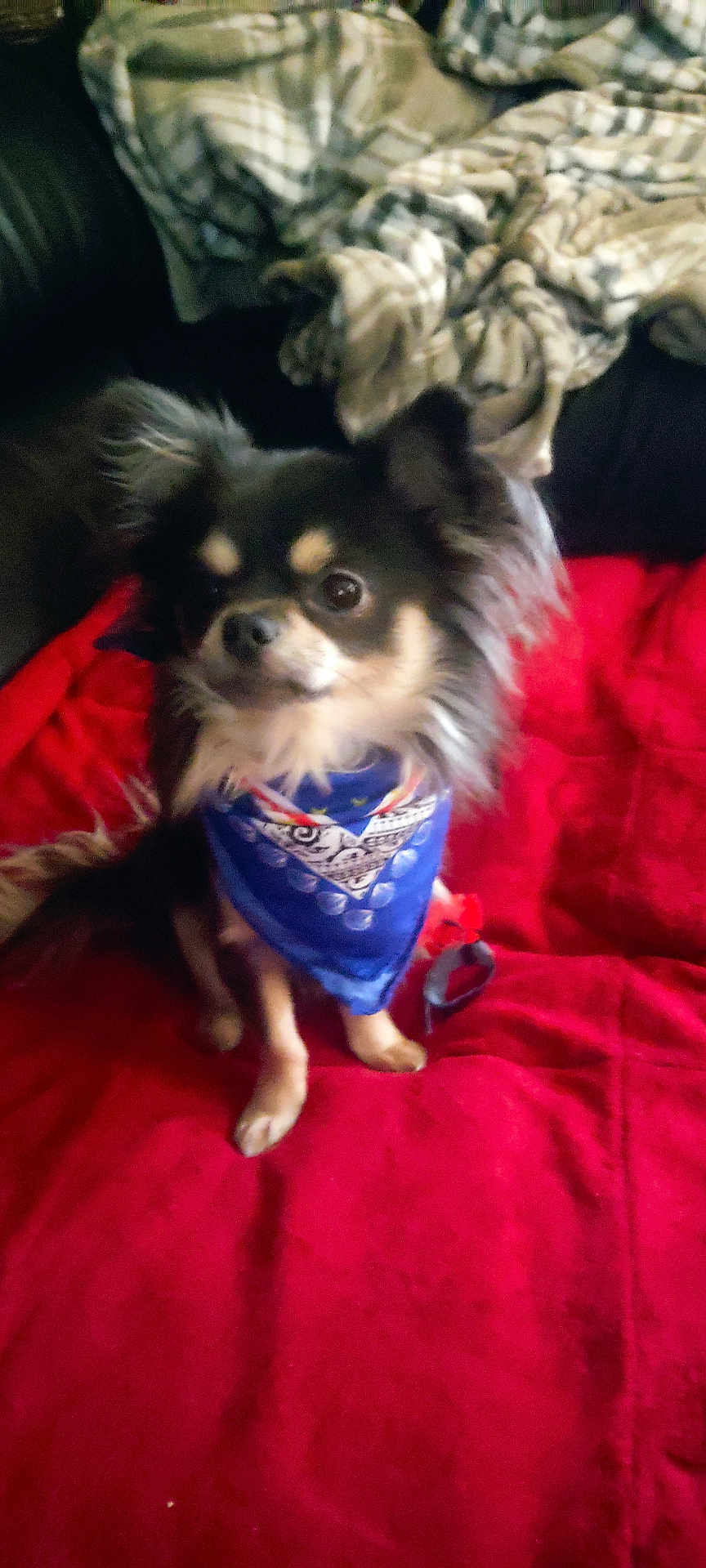 Moka participe au concours pour gagner de l'argent avec cette photo : dog, chihuahua, pet, bandana, blue_bandana, red_blanket, blanket, couch, fur, ears, eyes, sitting, small_dog, indoor, portrait, animal, leash, cozy, cute, home