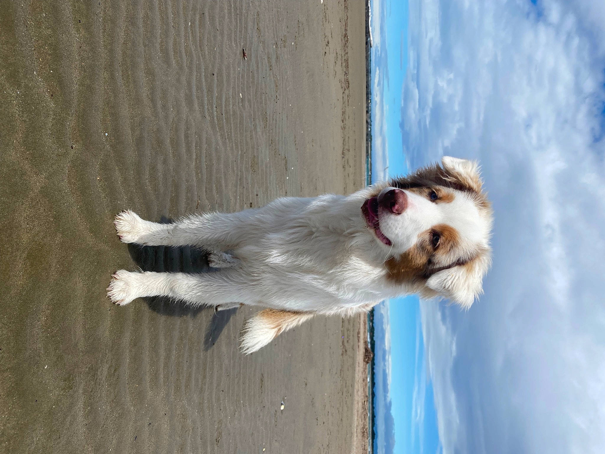 Gaïa participe au concours pour gagner de l'argent avec cette photo : beach, blue, canidae, carnivore, cloud, companion_dog, dog, dog_breed, lake, ocean, sky, sporting_group, water, wave, wind_wave, wood, working_dog