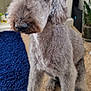 Bramble joined the competition — help win amazing prizes! dog, gray_dog, curly_fur, pet, indoor, carpet, blue_rug, plant, decor, sheep_decoration, furniture, animal, sitting, fur, cute, companion, household, home, portrait, canine