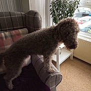 Bramble is registered to the contest to win money with this photo: dog, curly_hair, sofa, armrest, plaid_pattern, cushion, blanket, plant, window, curtains, carpet, living_room, natural_light, indoor, furniture, pet, home, cozy, potted_plant, looking