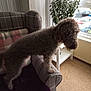 dog, curly_hair, sofa, armrest, plaid_pattern, cushion, blanket, plant, window, curtains, carpet, living_room, natural_light, indoor, furniture, pet, home, cozy, potted_plant, looking