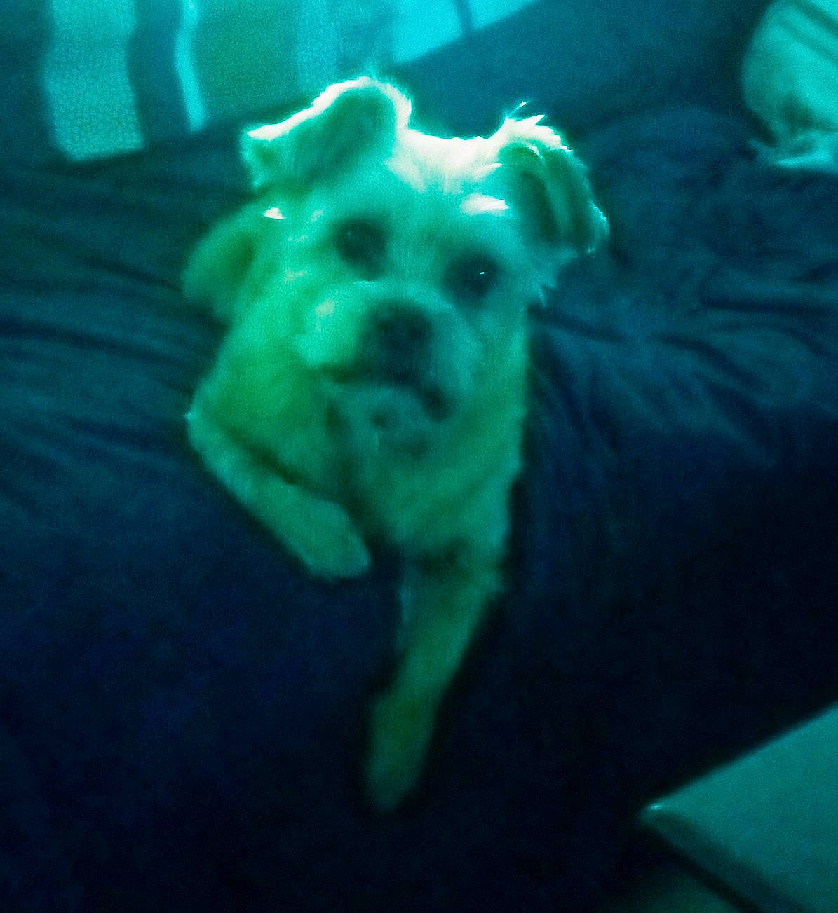 Lily a rejoint le concours — aidez-le/la à gagner de superbes lots ! border_terrier, boxer, canidae, carnivore, companion_dog, dog, dog_breed, green, morkie, non_sporting_group, puppy, schnoodle, snout, sporting_group, toy_dog