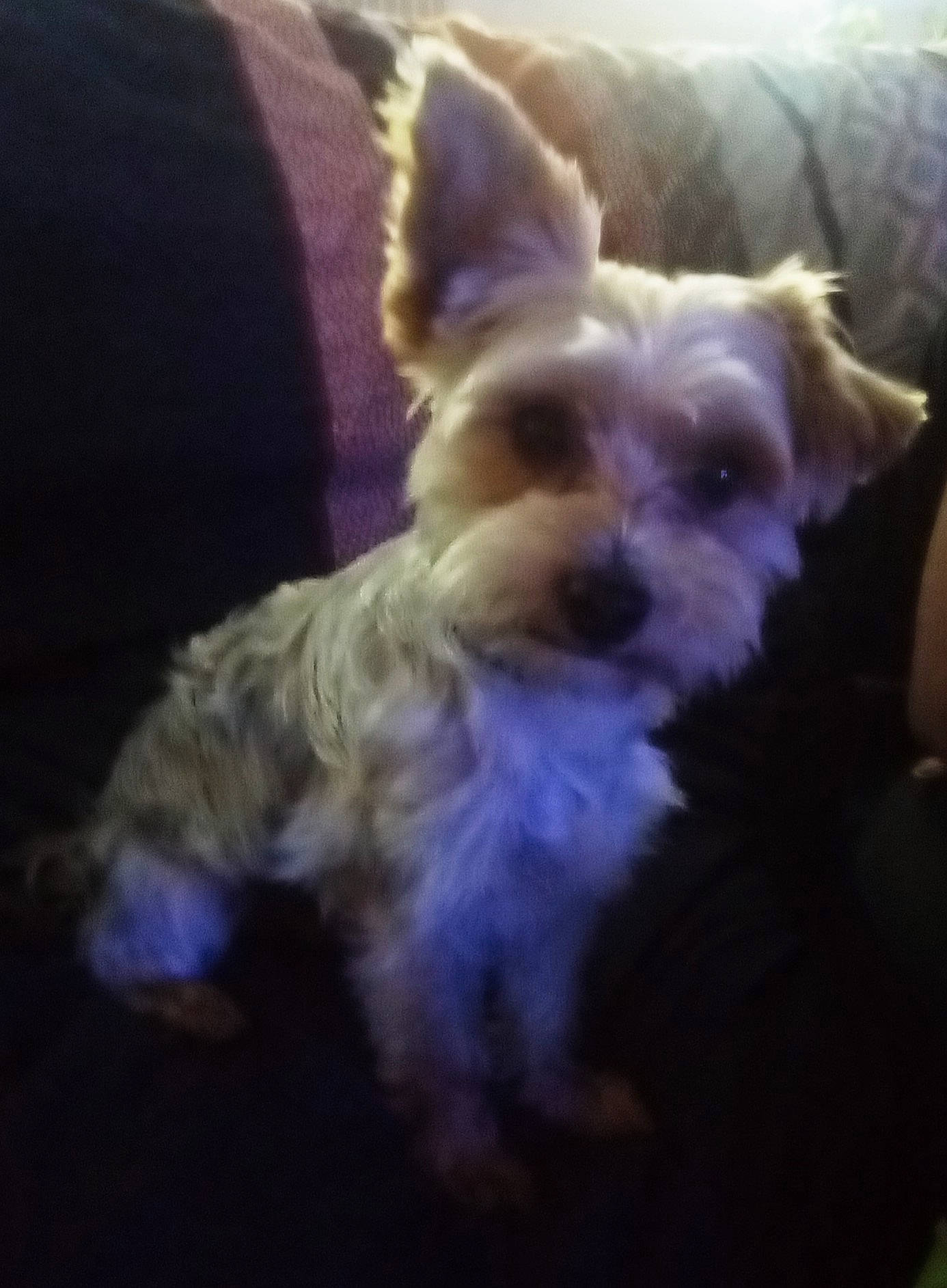 Lino a rejoint le concours — aidez-le/la à gagner de superbes lots ! australian_silky_terrier, biewer_terrier, cairn_terrier, canidae, carnivore, companion_dog, dog, dog_breed, ear, mammal, morkie, puppy, rare_breed_dog, sky, small_terrier, terrier, toy_dog, vertebrate, west_highland_white_terrier, yorkshire_terrier