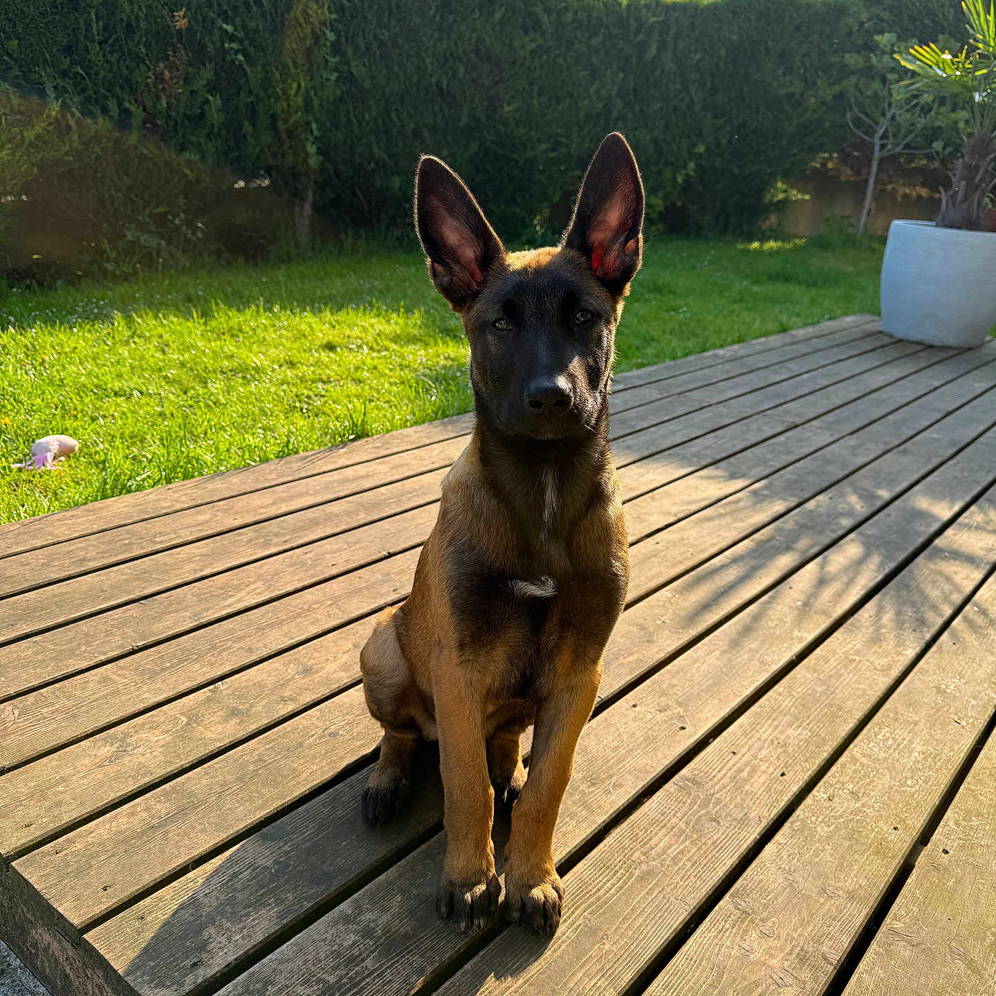 Venom a rejoint le concours — aidez-le/la à gagner de superbes lots ! animal, architecture, backyard, bird, building, bulldog, canine, dog, germanshepherd, grass, hardwood, house, housing, outdoors, pet, plant, porch, puppy, tree, wood