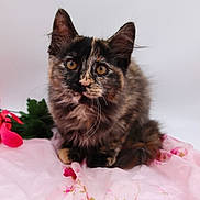 Honey is registered to the contest to win money with this photo: animal, cat, closeup, curious, cute, ears, eyes, floral_pattern, fur, green_leaves, indoor, kitten, pet, pink_fabric, portrait, red_petals, sitting, soft_texture, tortoiseshell, whiskers