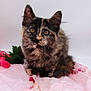 animal, cat, closeup, curious, cute, ears, eyes, floral_pattern, fur, green_leaves, indoor, kitten, pet, pink_fabric, portrait, red_petals, sitting, soft_texture, tortoiseshell, whiskers