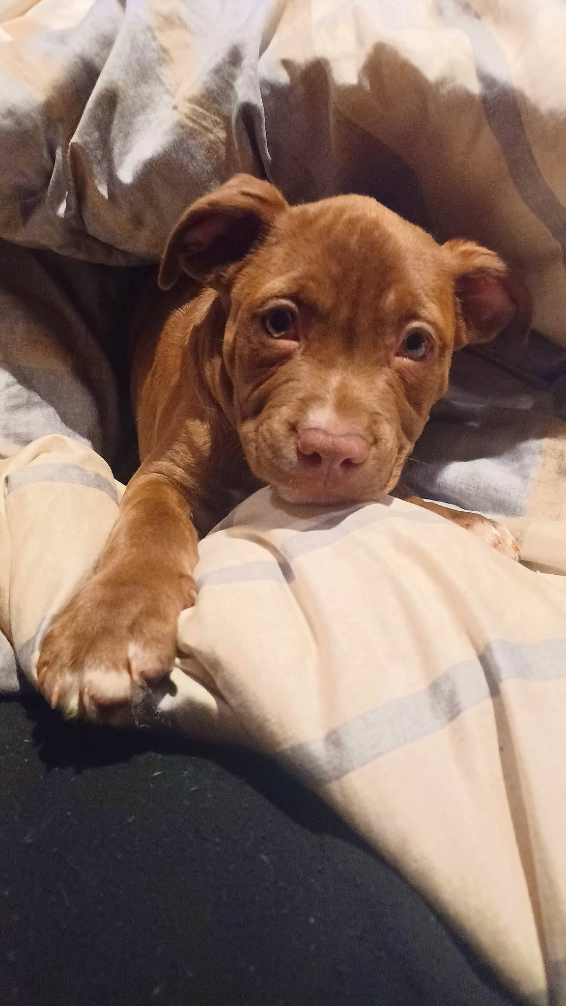 Happy joined the competition — help win amazing prizes! brown, canidae, carnivore, comfort, companion_dog, dog, dog_breed, fawn, fur, hunting_dog, liver, non_sporting_group, pet_supply, snout, sporting_group, terrestrial_animal, whiskers, working_animal