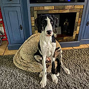 Azuri joined the competition — help win amazing prizes! animal, black_and_white_dog, blue_cabinet, carpet, cozy, curious, dog, ears, fireplace, floor_tile, fur, furniture, home_interior, indoor, nose, paw, pet_bed, sitting, stone, wood