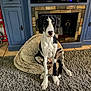 animal, black_and_white_dog, blue_cabinet, carpet, cozy, curious, dog, ears, fireplace, floor_tile, fur, furniture, home_interior, indoor, nose, paw, pet_bed, sitting, stone, wood