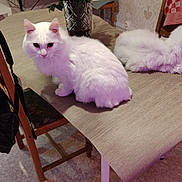 Pas Schat participe au concours pour gagner de l'argent avec cette photo : cat, white_cat, fluffy_cat, table, flowers, vase, bouquet, red_flowers, indoor, wooden_chair, patterned_wallpaper, floor, wooden_table, furniture, pet, domestic_cat, relaxing_cat, houseplant, interior, cozy