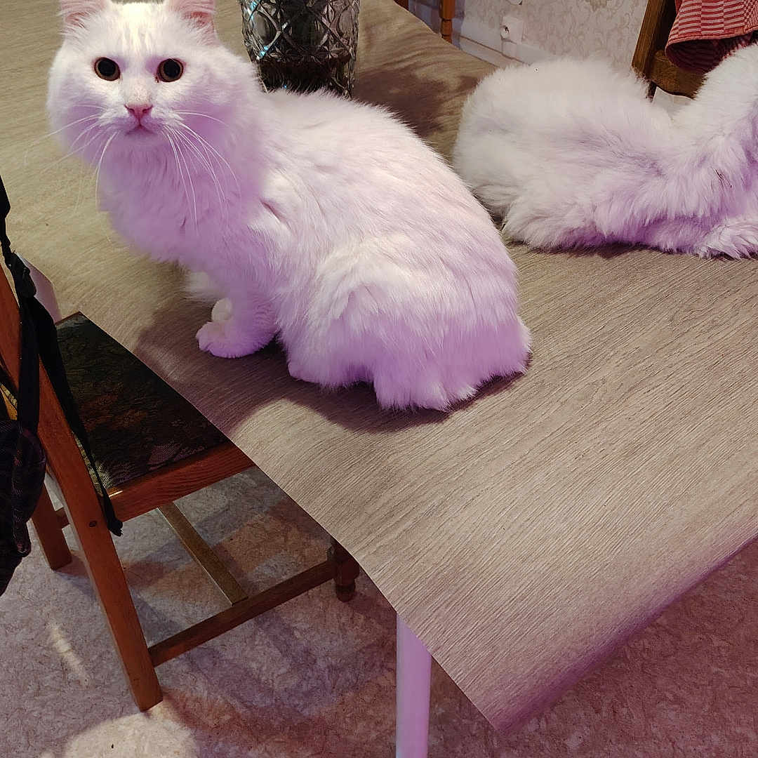 Pas Schat participe au concours pour gagner de l'argent avec cette photo : animal, cat, chair, cozy, curious, cute, domestic, floor, flower_vase, fluffy, furniture, home, indoor, patterned_wallpaper, pet, red_flowers, relaxed, table, white_cat, wooden_chair