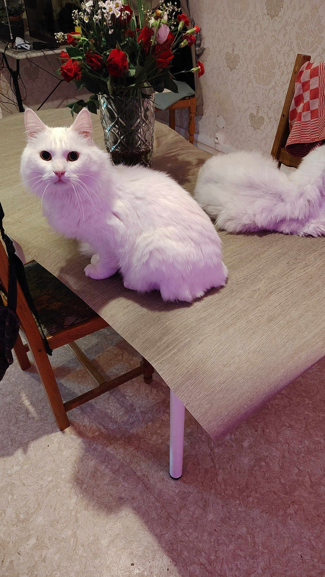 Pas Schat participe au concours pour gagner de l'argent avec cette photo : cat, white_cat, fluffy, table, flower_vase, red_flowers, indoor, chair, wooden_chair, patterned_wallpaper, floor, curious, relaxed, pet, animal, furniture, home, domestic, cute, cozy