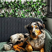 Naïa participe au concours pour gagner de l'argent avec cette photo : dog, merle_coat, wicker_chair, cushion, indoor_plant, greenery, relaxed, pet, animal, fur, paw, portrait, home, window, natural_light, resting, companion, cute, calm, cozy