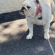 Rosie is registered to the contest to win money with this photo: dog, bulldog, white_dog, standing, outdoor, pavement, asphalt, wall, pink_harness, leash, collar, pet, canine, wrinkled_face, short_snout, floppy_ears, front_legs, shadow, daylight, grumpy_expression
