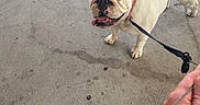 Rosie joined the competition — help win amazing prizes! bulldog, dog, canine, pet, leash, collar, outdoor, pavement, concrete, standing, wrinkles, tongue, panting, cream_coat, short_snout, floppy_ears, tail, portrait, pet_owner, daylight