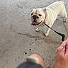 bulldog, dog, canine, pet, leash, collar, outdoor, pavement, concrete, standing, wrinkles, tongue, panting, cream_coat, short_snout, floppy_ears, tail, portrait, pet_owner, daylight